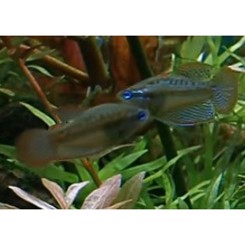 Gurami Trichopsis Vittatus 